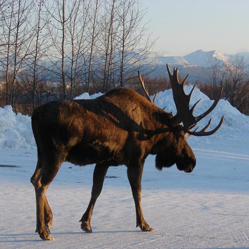 Mooseon RikenMon's Nature.Guide