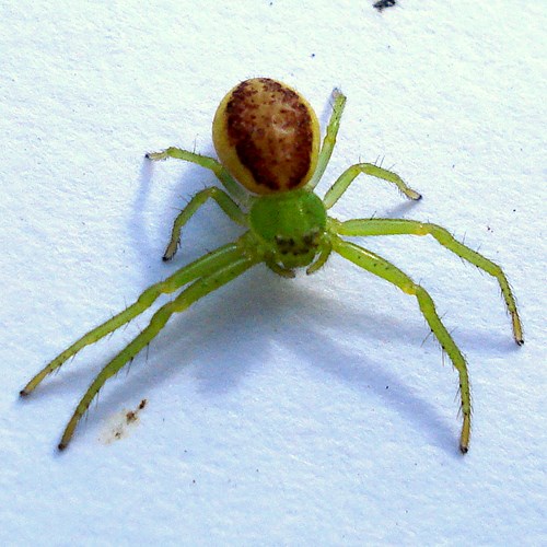 Green crab spideron RikenMon's Nature.Guide