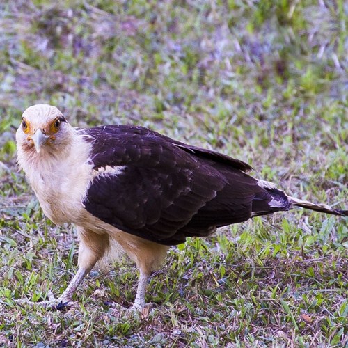Yellow-headed caracaraon RikenMon's Nature.Guide