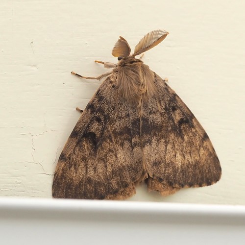 Bombice disparisu guida naturalistica di RikenMon