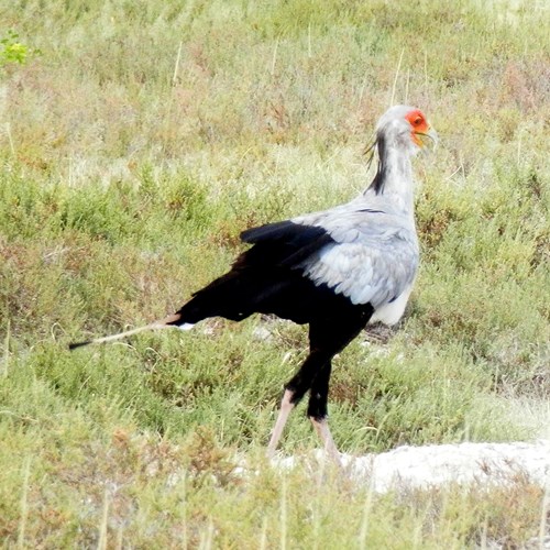 Secretarybirdon RikenMon's Nature.Guide