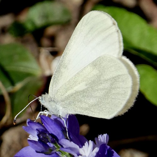 Eastern wood whiteon RikenMon's Nature.Guide