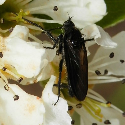 Empis ciliata [L.]on RikenMon's Nature.Guide