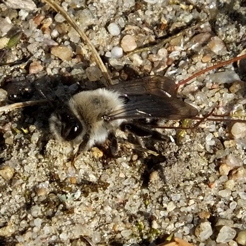 Grey mining beeon RikenMon's Nature.Guide