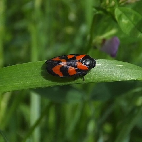 Black-and-red froghopperon RikenMon's Nature.Guide