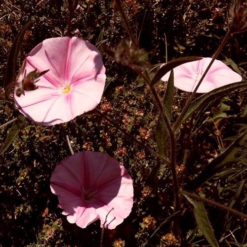 Field bindweedon RikenMon's Nature.Guide
