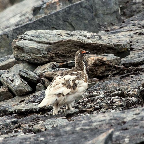 Rock ptarmiganon RikenMon's Nature.Guide