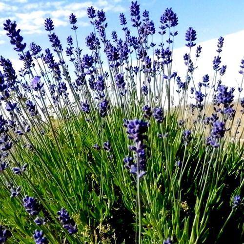 Lavenderon RikenMon's Nature.Guide