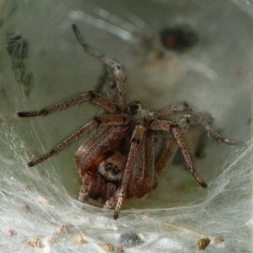 Labyrinth spideron RikenMon's Nature.Guide