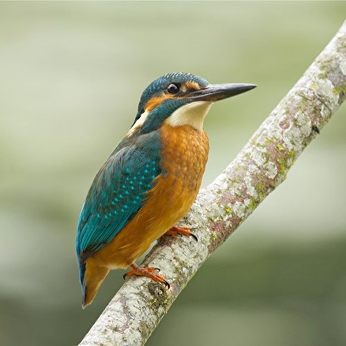 Kingfisheron RikenMon's Nature.Guide