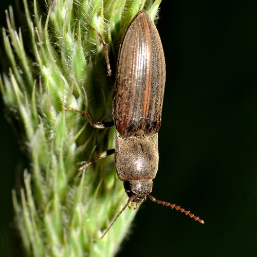 Lined click beetleon RikenMon's Nature.Guide