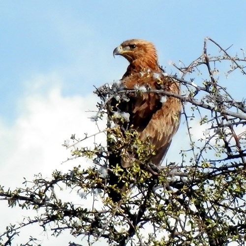 Tawny eagleon RikenMon's Nature.Guide