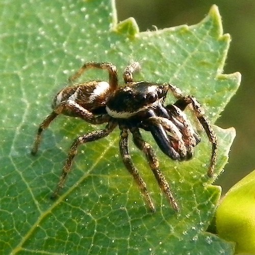 Zebra spideron RikenMon's Nature.Guide