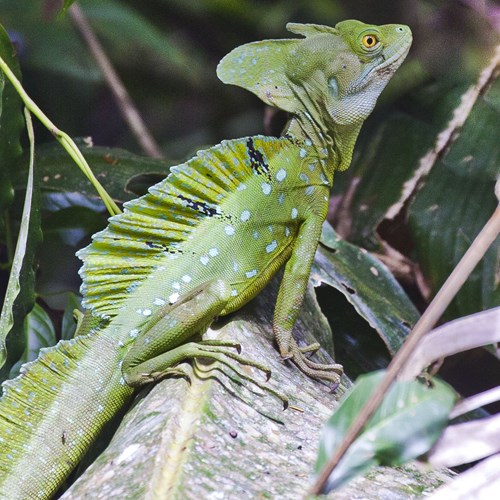 Plumed basiliskon RikenMon's Nature.Guide