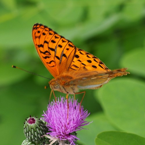 Dark green fritillaryon RikenMon's Nature.Guide