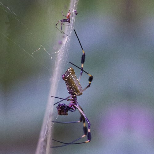 Nephila clavipes [L.]Em Nature.Guide de RikenMon