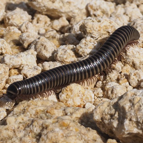 Ommatoiulus rutilans [L.]on RikenMon's Nature.Guide