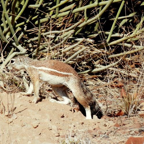 Cape ground squirrelon RikenMon's Nature.Guide