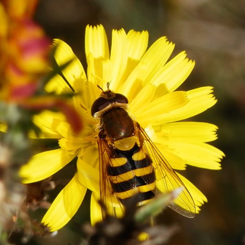Syrphus ribesii [L.]on RikenMon's Nature.Guide