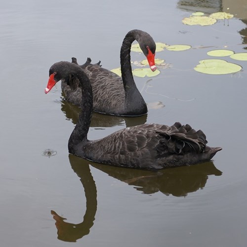 Black swanon RikenMon's Nature.Guide