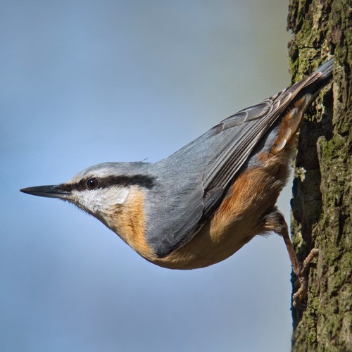 Nuthatchon RikenMon's Nature.Guide