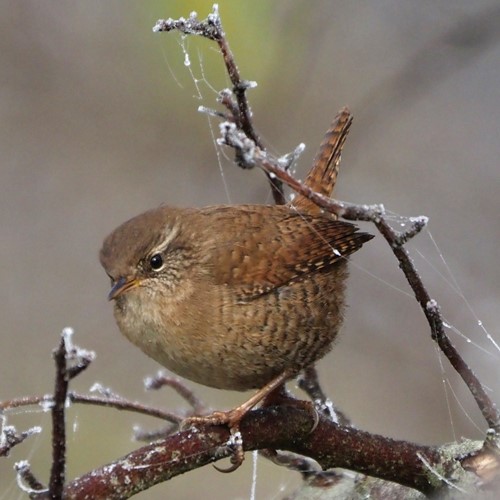 Wrenon RikenMon's Nature.Guide