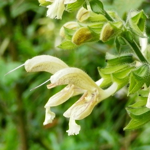 Galeopsis segetum [L.]Sur le Nature.Guide de RikenMon