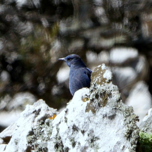 Blue rock thrushon RikenMon's Nature.Guide