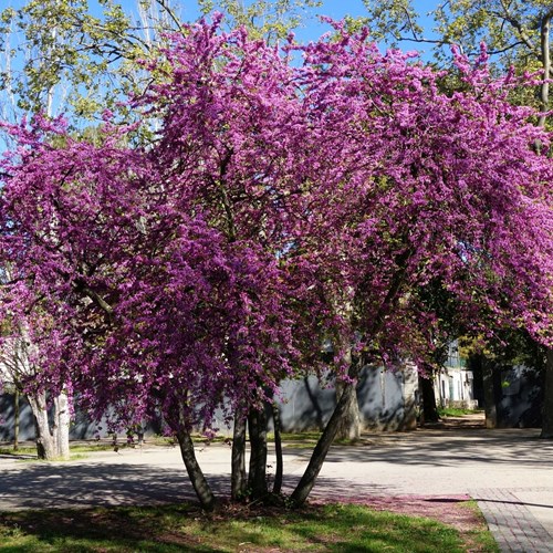 Judas treeon RikenMon's Nature.Guide