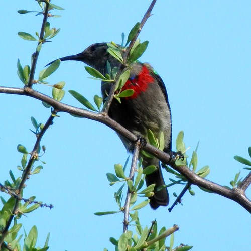 Southern double-coloured sunbirdon RikenMon's Nature.Guide