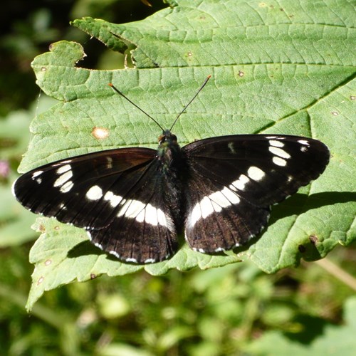 White admiralon RikenMon's Nature.Guide