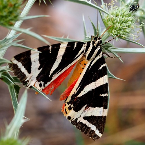 Jersey tigeron RikenMon's Nature.Guide
