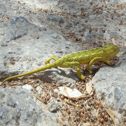 Chameleonon RikenMon's Nature.Guide