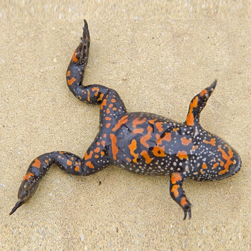 European fire-bellied toadon RikenMon's Nature.Guide