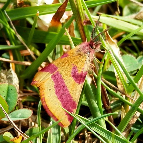 Purple barred yellowon RikenMon's Nature.Guide