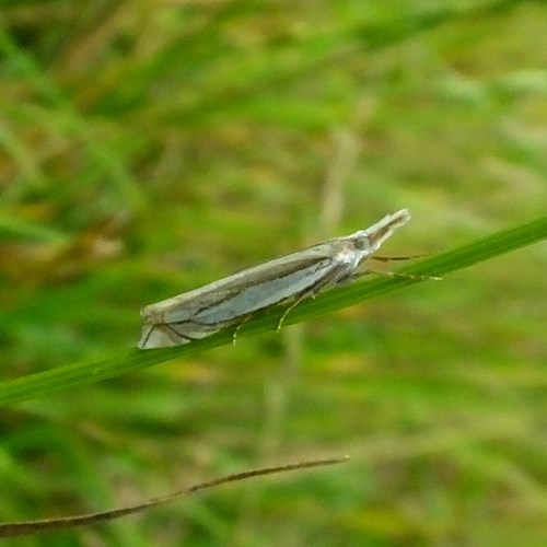 Grass-veneeron RikenMon's Nature.Guide
