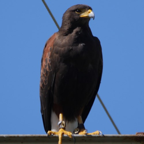 Harris's hawkon RikenMon's Nature.Guide