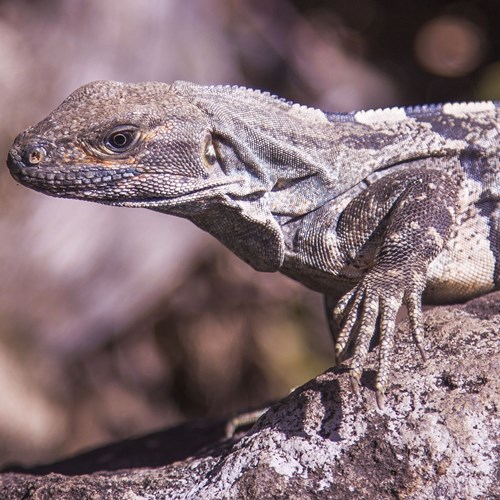 Black spiny-tailed iguanaon RikenMon's Nature.Guide