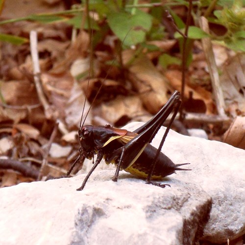 Pholidoptera aptera [L.]on RikenMon's Nature.Guide