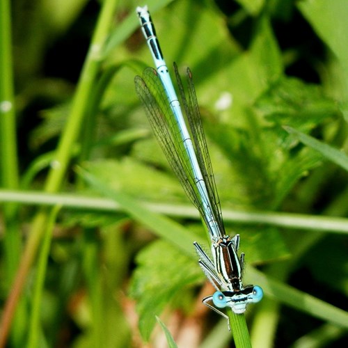 Blue featherlegon RikenMon's Nature.Guide