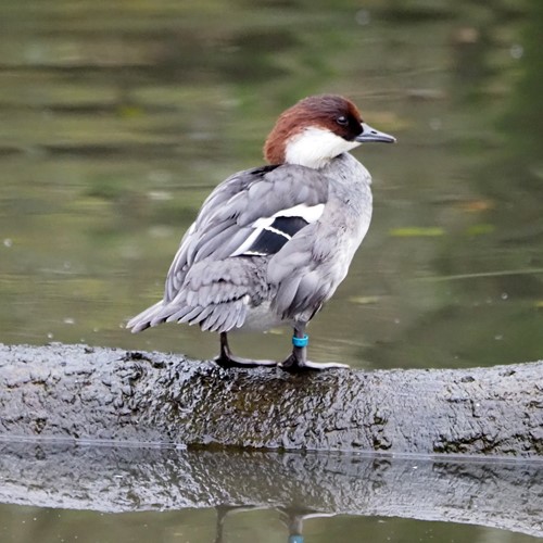 Pesciaiolasu guida naturalistica di RikenMon
