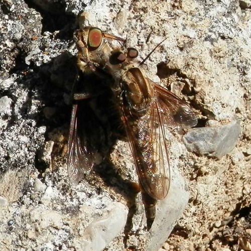 Dune robberflyon RikenMon's Nature.Guide