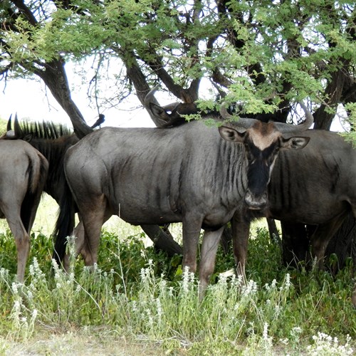 Blue wildebeeston RikenMon's Nature.Guide