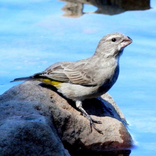 White-throated canaryon RikenMon's Nature.Guide