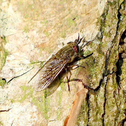 Horse flyon RikenMon's Nature.Guide
