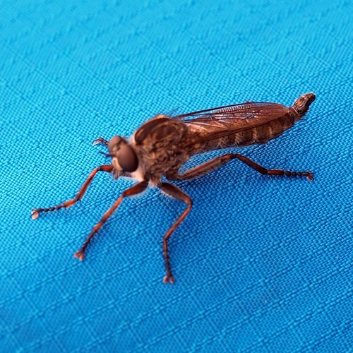 Kite-tailed robberflyon RikenMon's Nature.Guide