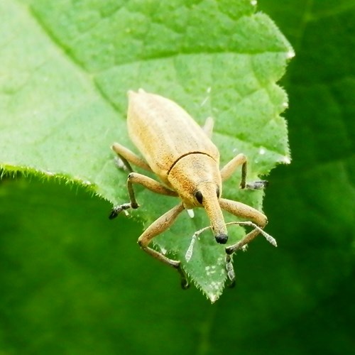 Yellow weevilon RikenMon's Nature.Guide