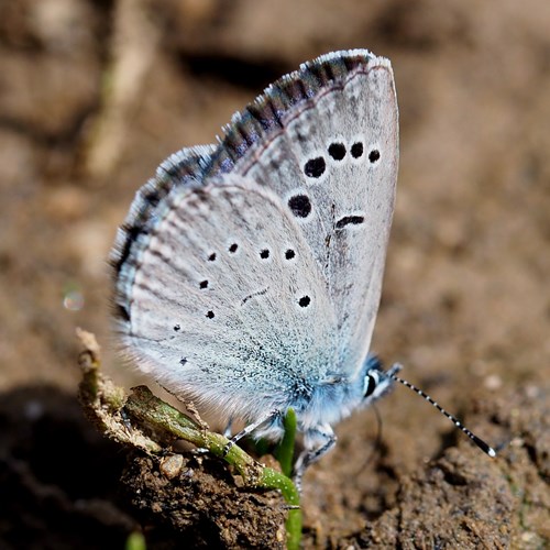 Black-eyed blueon RikenMon's Nature.Guide