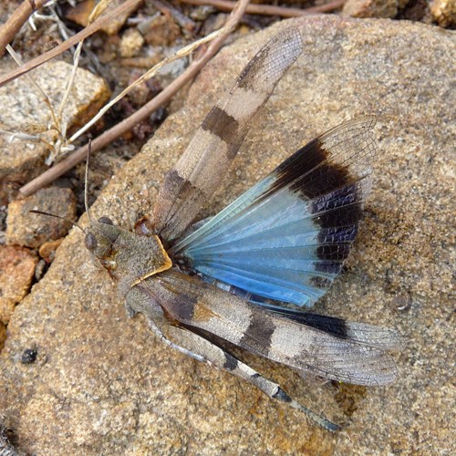 Blue-winged grasshopperon RikenMon's Nature.Guide