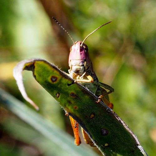 Meadow grasshopperon RikenMon's Nature.Guide